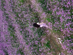 -西京湾花海
