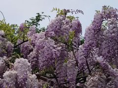 -嘉定紫藤园
