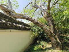 -上海醉白池公园