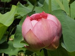 -陈家山荷花公园