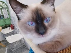 -共舞时光猫咖·狗咖(新街口店)
