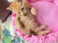 -瑞鹏宠物医院犬猫全科(真大分院)