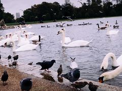 -海德公园