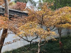 -秋霞圃