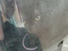 -艾贝尔宠物医院·24H转诊中心·肿瘤猫专科(江宁双龙店)