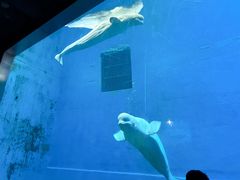 -芜湖新华联大白鲸海洋公园