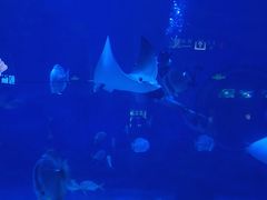 -烟台海昌鲸鲨海洋公园