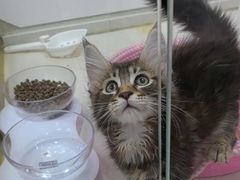 -糯米喵星人总部直营旗舰店·猫舍·幼猫出售