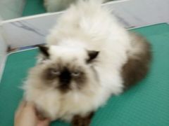 -瑞派宠物医院·24小时骨科·心脏·核磁(哈尔滨南岗店)