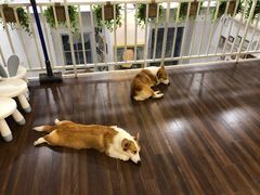 -柯斗斗主题餐厅·狗咖·围炉煮茶·茶饮(国瑞升平里店)