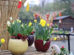 -上海共青森林公园