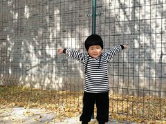-三里屯东五街银杏大道
