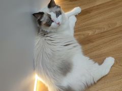 -COLOR PETS 撸猫馆·购猫·猫咖(长风大悦城店)