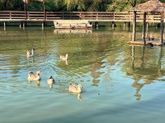 -溱湖国家湿地公园