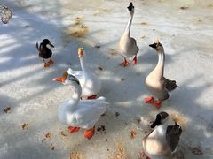 -北京鹿世界主题园