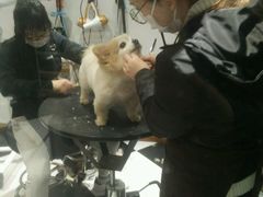 -Oh My Dog宠物沙龙(伊珊娜皮毛护理店)