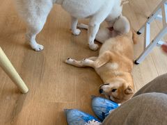 -南京Hallo宠物乐园·哈罗犬舍·柴犬繁育基地