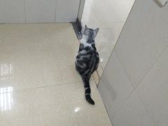 -瑞鹏宠物医院·骨科·猫科·内科(第一中心)