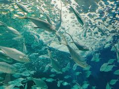 -上海海洋水族馆