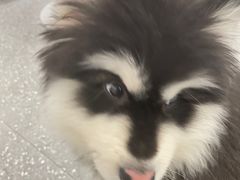 -Let's go狗咖·猫咖·奶狗·桌游(春熙路IFS店)