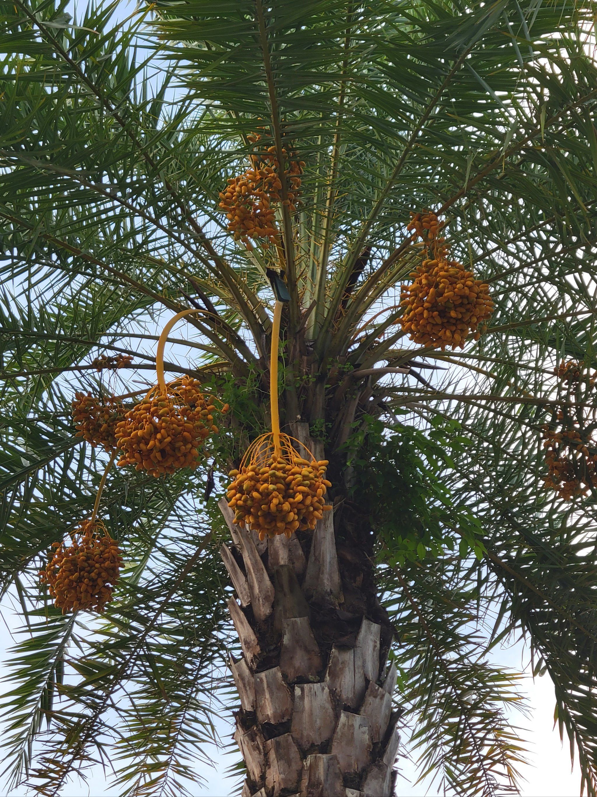 广东各种稀奇古怪的树