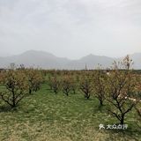 长安唐村