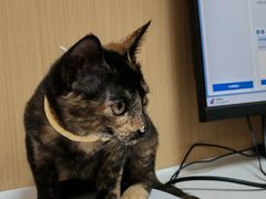 -瑞派康怡24h宠物医院·犬猫医疗中心·微创绝育(瑞景分院)