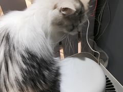 -喵的天空名猫咖啡馆·撸猫·猫舍·用品
