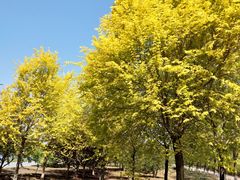 -永定河休闲森林公园