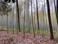 -潜山国家森林公园