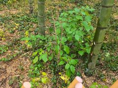 -天目湖御水温泉·度假酒店