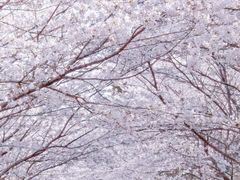 -高东镇樱花园