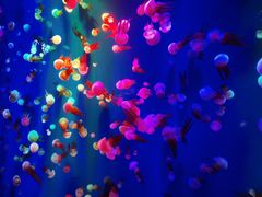 -成都浩海立方海洋公园