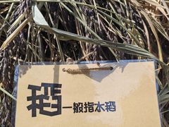 -北戴河集发农业梦想王国