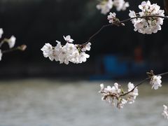 -高东镇樱花园