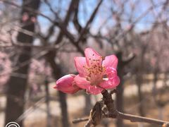 -桃花堤公园