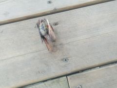 -北海金海湾红树林生态旅游区