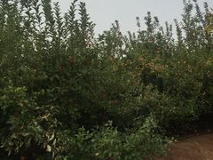 -万源龙顺度假庄园生态观光园