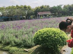 -广东花都香草世界旅游度假区
