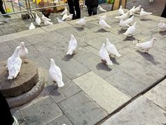 -茯茶镇