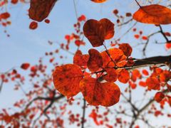 -北京西山国家森林公园