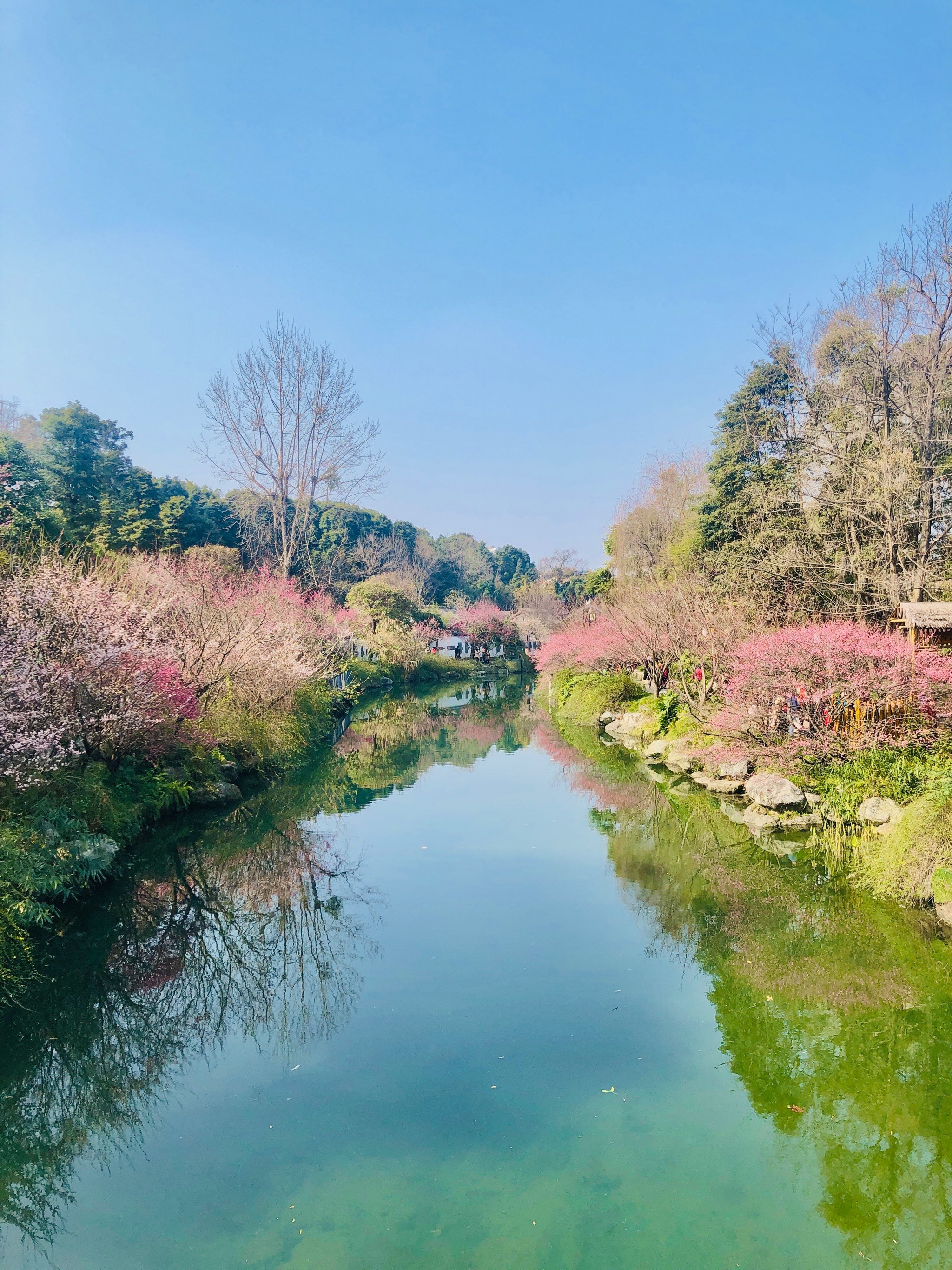 浣花溪公园万树山图片