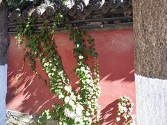 -护国法轮寺
