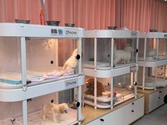 -翊宠yipet猫狗购宠庄园犬舍•猫舍