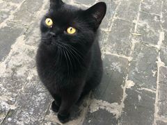 -喵屿·大理花园猫咖