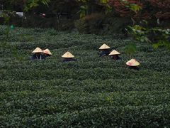 -茅家埠