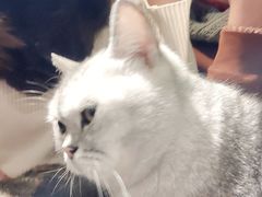 -猫儿山۰猫主题餐厅