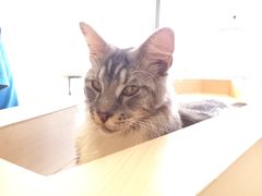 -瞄一喵猫咖(格力海岸店)