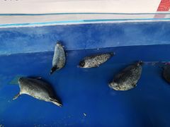 -秦皇岛新澳海底世界