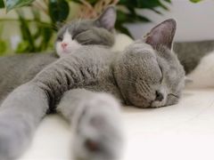 -糯米喵星人总部直营旗舰店·猫舍·幼猫出售